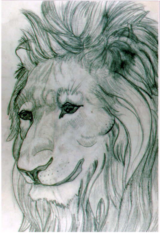 Lee Franclemont, study of lion, 1960s, charcoal on paper. Photo credit John FN Franclemont.